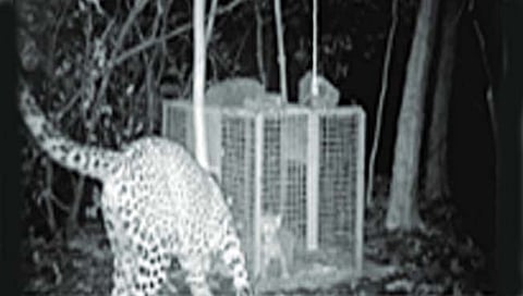 मुंबई : ताटातूट झालेल्या बिबट्याच्या बछड्याची आईशी भेट