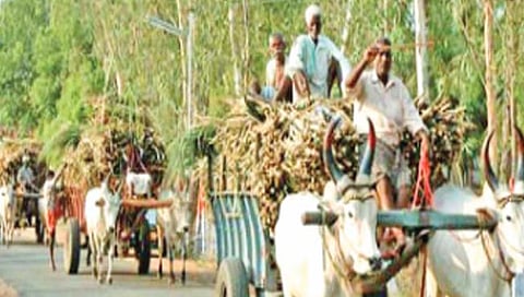 बीड : जनावरांचा बाजार बंद असल्याने बैलांची शोधाशोध