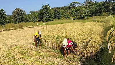 भोरच्या पश्चिम भागात भात काढणीला सुरुवात; खाचरात पाणी असल्याने भात कापणी त्रासदायक