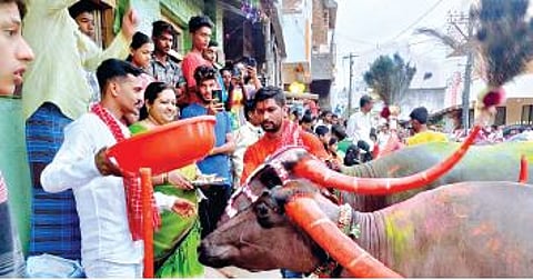 दिवाळी पाडव्याला रंगणार म्हशींचा सन्मान सोहळा
