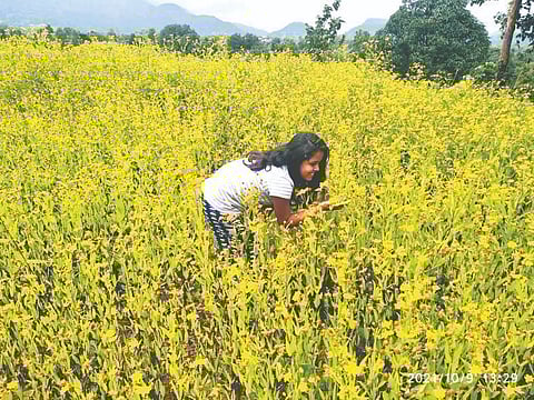 भंडारदरा : कळसूबाई शिखर परिसरात रानफुलांचा आनंद घेताना पर्यटक. (छाया : नीलेश काळे)
