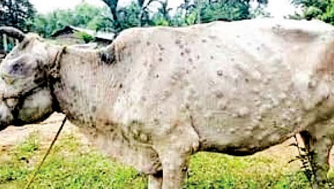 नाशिक : जिल्ह्यात माझा गोठा स्वच्छ गोठा मोहीम