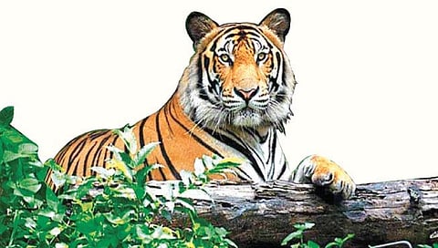 ठाणे : कोकणच्या सह्याद्री पट्ट्यात आठ वाघांचे दर्शन