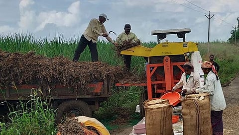 शिराळा तालुक्यात जोरदार पावसाचा सोयाबीन पिकाला फटका