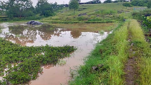 सांगली: सावळज मंडलात मुसळधार पाऊस; सरासरीच्या १७५ टक्के पावसाची नोंद