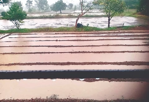 ठाणगाव : मुसळधार पावसामुळे शेताला आलेले तळ्याचे स्वरूप.