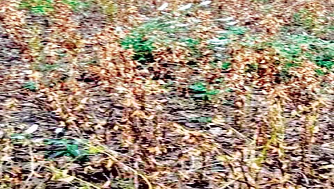 सातारा : ऊस तोड मजुरांकडून सोयाबीन काढणी … उदरनिर्वाहासाठी धडपड