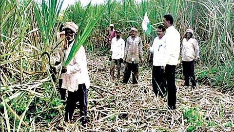 ‘स्वाभिमानी’ने घोसरवाड येथे ऊसतोडी बंद पाडल्या