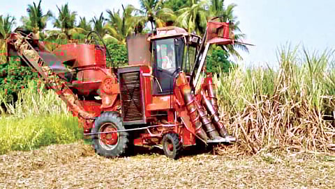 सांगली : पाचट वजावटीने खेपेला अडीच हजारांचा फटका