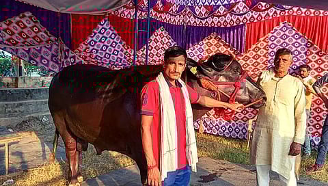 १० कोटीची म्हैस