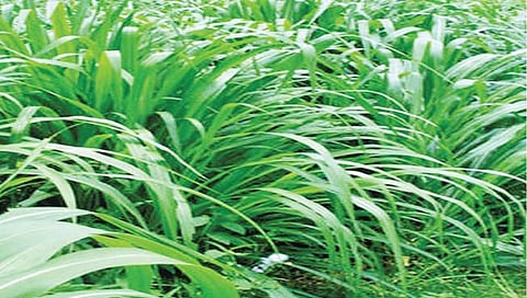 यशवंत चारा