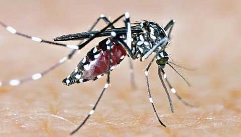 विशिष्ट गंधामुळे डास होतात आकर्षित