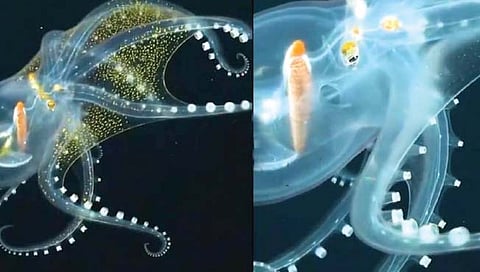 चक्क काचेसारखा पारदर्शक ऑक्टोपस