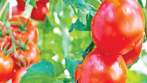 टोमॅटोचे घ्या बारमाही उत्पन्न, जाणून घ्या लागवड कशी करावी?