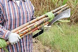 अहमदनगर जिल्ह्यात उसाला एक नंबरचा भाव देणार