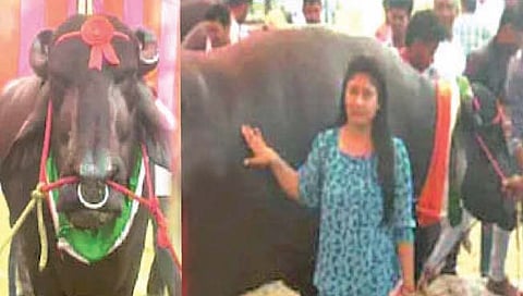 तब्बल दहा कोटींचा रेडा!