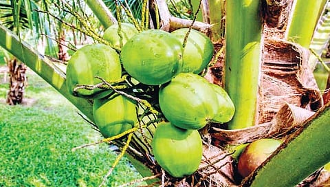 नारळाच्या प्रदेशात नारळ झालाय दुर्मिळ