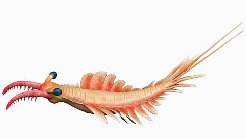 प्राचीन काळातील विचित्र खेकडा!