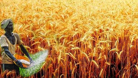 गहू पीक लागवड तंत्रज्ञान