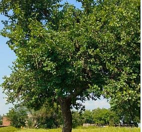 दसरा विशेष : अनेक आजारांवर रामबाण औषधी आहेत आपट्याची पाने, जाणून घ्या महत्व