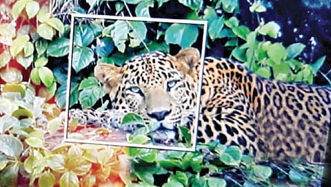 कोल्हापूर : जोतिबाच्या पायथ्याला पुन्हा बिबट्या