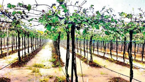 सांगली : द्राक्ष बागायतदार शेतकऱ्यांची ७१ लाखाची फसवणूक; व्यापारावर गुन्हा दाखल