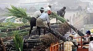 पुणे: पावसामुळे ऊसतोडणी मजुरांची कसरत