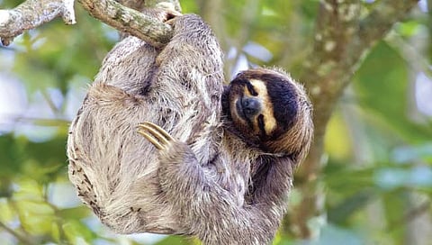 ‘स्लोथ’ जगातील सर्वाधिक आळशी