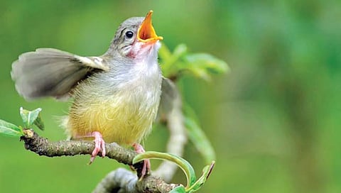 ध्वनी प्रदूषणाने वाढतोय पक्ष्यांचा आवाज