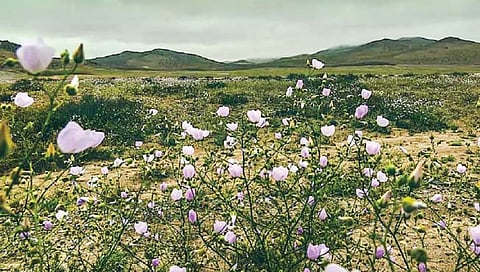 अटकामा वाळवंट प्रतिकूल परिस्थितीतही आता बहरू लागले…