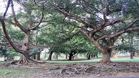 पर्यावरणासाठी जुनी झाडे उपयुक्त