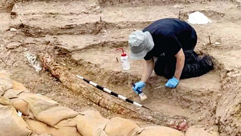 पाच लाख वर्षांपूर्वीच्या हत्तीचा दात