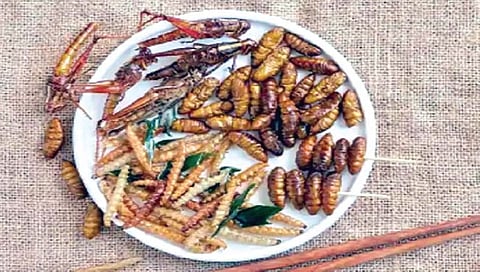 ‘या’ देशात 16 किड्यांना अन्न म्हणून मान्यता