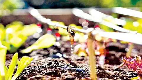 सिंचनातून खते कशी द्यावीत आणि त्याचे फायदे काय?