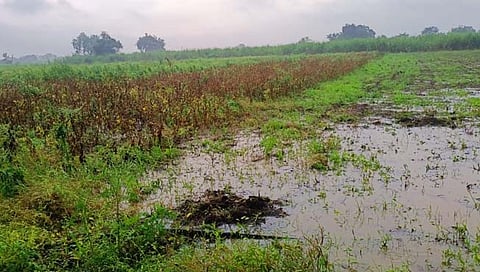 परभणी : परतीच्या पावसाचा ताडकळस परीसराला तडाखा; सोयाबीन, कापूस पिकांचे मोठे नुकसान
