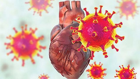 विषाणू कसे करतात हृदयाची हानी?