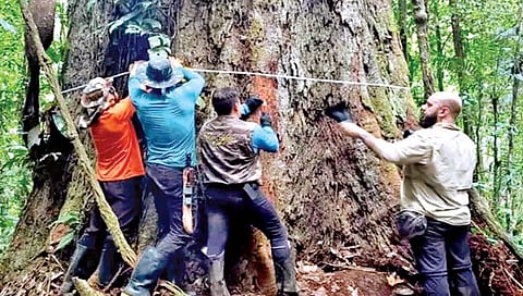 अॅमेझॉनमध्ये सर्वात मोठ्या झाडाचा शोध