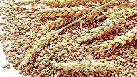 गहू लागवड तंत्रज्ञान आणि व्यवस्थापन