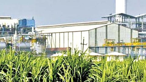 साखर हंगामाला पावसाचा खोडा!