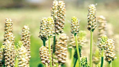 रब्बी हंगामातील किफायतशीर पीक : इसबगोल