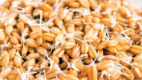 गव्हांकुरचे ‘हे’ आहेत आरोग्यदायी फायदे