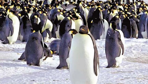 अंटार्क्टिकातून पेंग्विन लुप्त होण्याची शक्यता