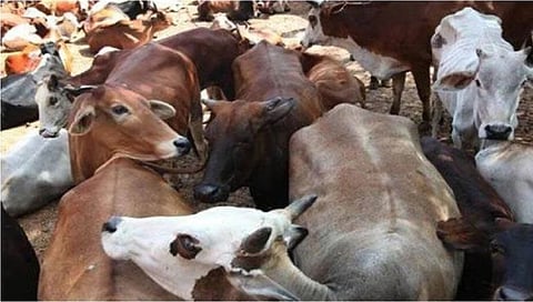 Bhandara News : गो तस्करीचे रॅकेट उघड, गौशाळेतून जनावरांची विक्री : संस्थाचालकांसह चार वैद्यकीय अधिका-यांवर गुन्हे दाखल