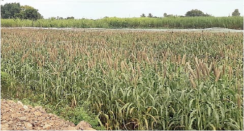 अंथुर्णे परिसरात बाजरी पीक जोमात