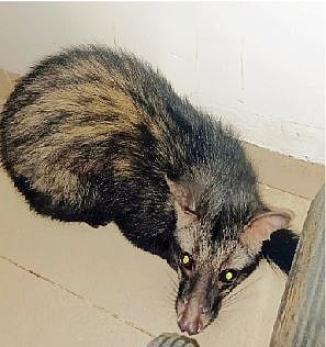 पुणे : उदमांजराला मिळाला नैसर्गिक अधिवास