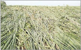 न्हावरे (ता. शिरूर) येथे जोरदार पावसाने अनिल कोरेकर या शेतकर्याचे शेतातील ऊस पीक भुईसपाट.