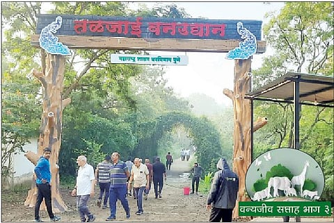 पुणे : तळजाई…मोर, साप, ससे यांची आई; फुलपाखरू उद्यानाबरोबरच नक्षत्र वन