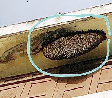 पोकळे मनपा शाळेच्या तिसर्या मजल्यावर असलेले आग्या मोहोळ.