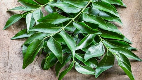 'हे' आहेत कढीपत्त्याचे आरोग्यादायी फायदे