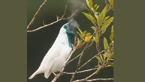 Smoking bird: पक्षी स्मोकिंग करताना तुम्ही पाहिले आहे का? ‘हा’ व्हिडीओ होतोय प्रचंड व्हायरल